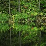 Illusion of lakeside（湖畔の幻影）