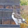 火打山の雷鳥さん