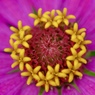 花模様