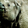 rhino