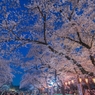 「夜桜」-1