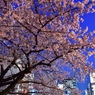 「大寒桜咲く」N605