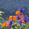 ふらり散歩 町内会の花壇