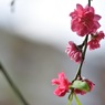 驚き～なぜ今 梅の花が①