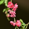 驚き～なぜ今 梅の花が②