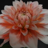 ダリアの華展12
