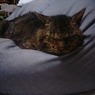 その日家にて