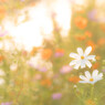 秋桜１