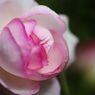 行秋　秋薔薇