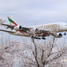 エミレーツ航空　さくらに降りる