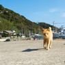 お散歩ネコさん（2）