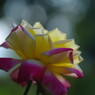 行秋　薔薇