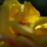 行秋　薔薇　Ⅱ