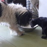 写真句：犬猫の仲：投稿2,100枚目