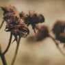 Old things Ⅱ