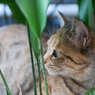 猫草