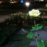 夜のバラ2