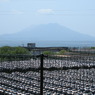 黒酢の畑と桜島　坂元の黒酢