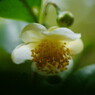 行秋　茶