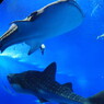 美ら海水族館
