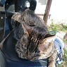 ホントに気持ちいいニャァ