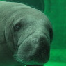 美ら海水族館