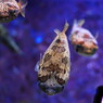 美ら海水族館