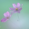 秋の光の中に