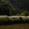 幻だけの恋ならば100回でもできる。