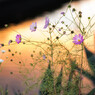 秋桜１
