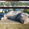 しあわせねこ
