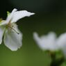 行秋　十月桜　Ⅲ