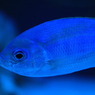 美ら海水族館