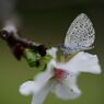 行秋　十月桜