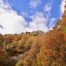秋色に浸る
