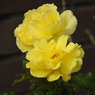 バラｰ16