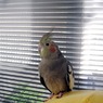 ボケっと