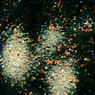 10月11日 (14)