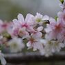 行秋　十月桜
