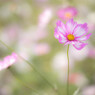 木曽三川公園 秋桜３