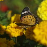 行秋　ヒョウモンチョウ　Ⅱ