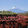 富士山と河口湖39