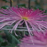 行秋　菊