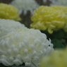 行秋　菊