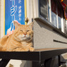 コムギ、おはよ～