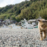 大沢くんが来た