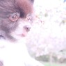 さくらとくま子