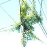 電柱