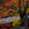 高野山の紅葉