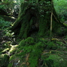 yakushima_08